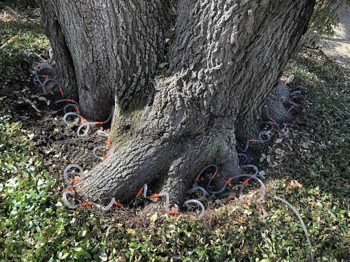 Detailed Tree Cabling and Bracing job site in Eaton Rapids