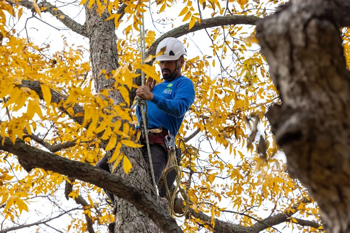 Skilled Tree Trimming crew working in Eaton Rapids